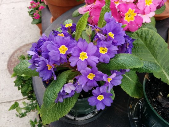 雙鏡頭只是噱頭？HTC One M8與競品拍照對比